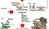 In Silico design and characterization of RAD51 protein inhibitors targeting homologous recombination repair for cancer therapy