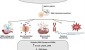 Chemotherapy-induced neuronal DNA damage: an intriguing toolbox to elucidate DNA repair mechanisms in the brain