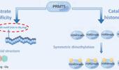 The role of protein arginine methylation 5 in DNA damage repair and cancer therapy