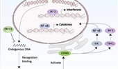 DNA damage repair and cancer immunotherapy