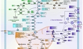 MicroRNA-mediated reprogramming of glucose, fatty acid and amino acid metabolism in cancer