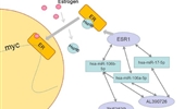 Pan-cancer pseudogene RNA analysis reveals a regulatory network promoting cancer cell proliferation