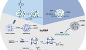 Genome Instability & Disease Volume 4. Issue 2 简介