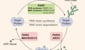 Genome Instability & Disease Volume 4. Issue 3 简介