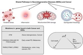 Chemotherapy-induced neuronal DNA damage: an intriguing toolbox to elucidate DNA repair mechanisms in the brain