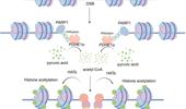 PDHE1α in DNA damage repair: a critical chromatin acetylation regulator