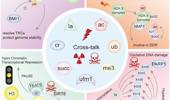 Emerging posttranslational modifications and their roles in DNA damage response