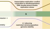 H3K9me3 asymmetry: epigenetic choreography in DNA replication for genomic stability