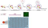 The role of H3K27me3 methylation in cancer development