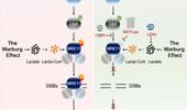 MRE11 lactylation: new insight into DNA damage repair and tumorigenesis