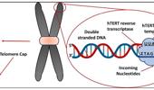 Telomere-based treatment strategy of cardiovascular diseases: imagination comes to reality