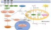 Death-associated protein 3 in cell death and beyond