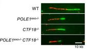 Proofreading exonuclease activity of replicative polymerase epsilon promotes cellular tolerance to arabinosides in CTF18-dependent and -independent manner