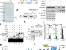 医学部朱卫国教授与哥伦比亚大学顾伟教授团队合作在Nature上发表高水平研究论文