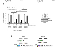 医学部许兴智教授团队在Nucleic Acids Research期刊揭示DNA修复的新调控机制