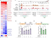 医学部魏朝亮教授团队在《PNAS》杂志发表研究论文