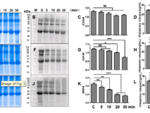 深圳大学医学部公共卫生学院吴序栎博士团队在国际学术期刊《Food Chemistry》发表文章