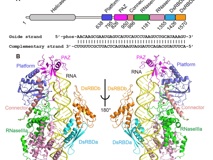 深圳大学医学部李思思团队在顶尖杂志《Science》上合作解析Dicer作用机制