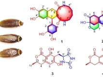 医学部药学院程永现特聘教授团队从虫药“蟑螂”中发现非肽小分子大环内酰胺和具有抗肿瘤血管生成活性的含吗啉环生物碱