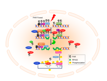 医学部许兴智教授团队在Nucleic Acids Research发文揭示有丝分裂核心激酶PLK1活性的新调控机制