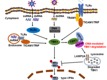 医学部陈玮琳特聘教授团队在《Autophagy》发表研究论文