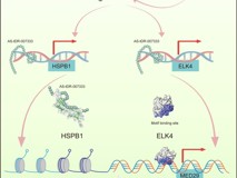 翟日洪课题组在Journal of Hematology & Oncology发文揭示一种新的致癌tRF调控NSCLC的分子机制