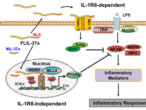 徐大模/Shau-Ku Huang团队在《Cellular & Molecular Immunology》上合作揭示IL-37a作为核细胞因子调控炎症免疫反应的作用机制