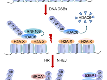 朱卫国教授团队在《Nuclei Acids Research》发文揭示组蛋白去乙酰化酶HDAC6参与DNA双链断裂修复新机制