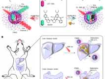 医学部林静教授团队在《Research》发表活体硫化氢高灵敏成像研究成果