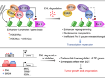 医学部舒兴盛副教授在Cancer Research发表表观遗传阅读器ENL促进致癌转录研究成果