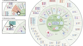 医学部药学院郑楷副教授在Journal of Advanced Research发表单纯疱疹病毒感染机制研究成果