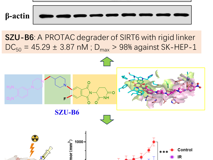 医学部朱卫国教授团队在Journal of Medicinal Chemistry发表SIRT6小分子降解剂SZU-B6抗肝癌研究成果