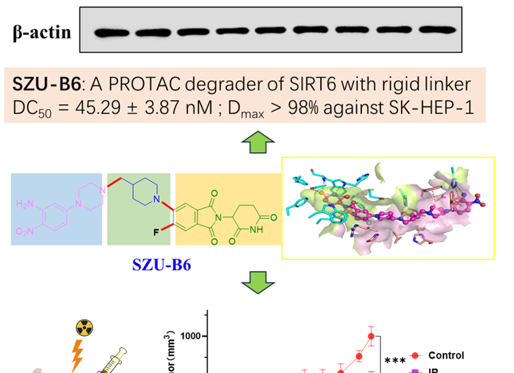 医学部朱卫国教授团队在Journal of Medicinal Chemistry发表SIRT6小分子降解剂SZU-B6抗肝癌研究成果