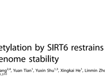 医学部朱卫国教授团队在 Cell Death & Differentiation发表RNA结合蛋白hnRNPA2B1维持基因组稳定性研究成果