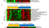 Diffuse subtype-specific gastric carcinogenesis associated with dysregulation of Notch signaling pathways