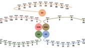 Histone lysine succinylation: a comprehensive review of enzymatic pathways and disease associations