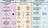 Small RNA profiling and identification of Boerhaavia diffusa miRNAs with potential HepatoCellular Carcinoma gene targets