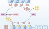 HDAC6 as a therapeutic target for HPV E7-driven cervical cancer