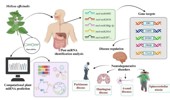 Identifying Melissa officinalis microRNAs as putative inhibitors in neurodegenerative disorders: a cross-kingdom approach