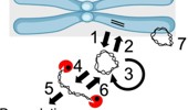 Targeting ATM kinase: a promising strategy to disrupt ecDNA maintenance in cancer
