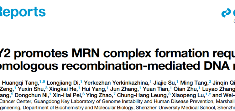 医学部朱卫国教授团队在Cell Reports发表关于WDFY2调控DNA同源重组修复的研究成果