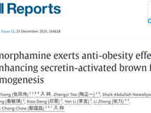 医学部张凤伟助理教授在Cell Reports发表关于靶向Secretin受体抗肥胖研究成果