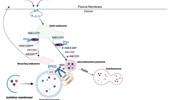 EPG5 and Vici syndrome: a review of pathogenesis, clinical features, and therapeutic advances