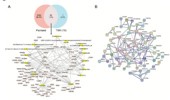 Deciphering the Anti-psoriatic Mechanisms of TWH Compounds: An Integrated Approach of Network Pharmacology and Molecular Dynamics Simulation