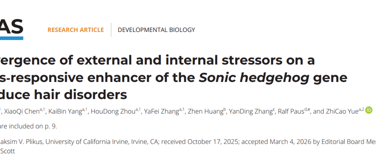 医学部乐志操教授团队在PNAS发表多种应激压力通过毛囊应激增强子导致毛发异常研究成果