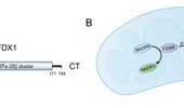 Targeting the cuproptosis regulator FDX1 for cancer therapy