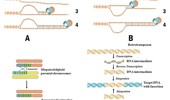 DNA repeats: origins, conservation, and role in human disease