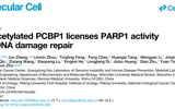 朱卫国教授团队在Molecular Cell发表PCBP1调控PARP1活性及DNA损伤修复研究成果