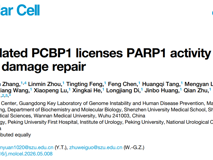 朱卫国教授团队在Molecular Cell发表PCBP1调控PARP1活性及DNA损伤修复研究成果