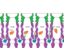 医学部倪冬春副教授团队在Nature Communications和Cell Discovery发表病原微生物大分子机器相关研究成果